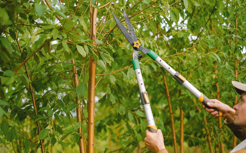 Tree trimming in Wabbaseka, AR
