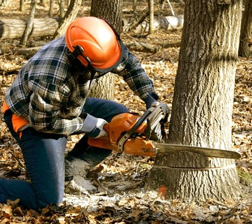 Tree Removal in Wabbaseka, AR